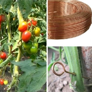 Salvando a requeima em tomates com fio de cobre - mito ou realidade: análise completa