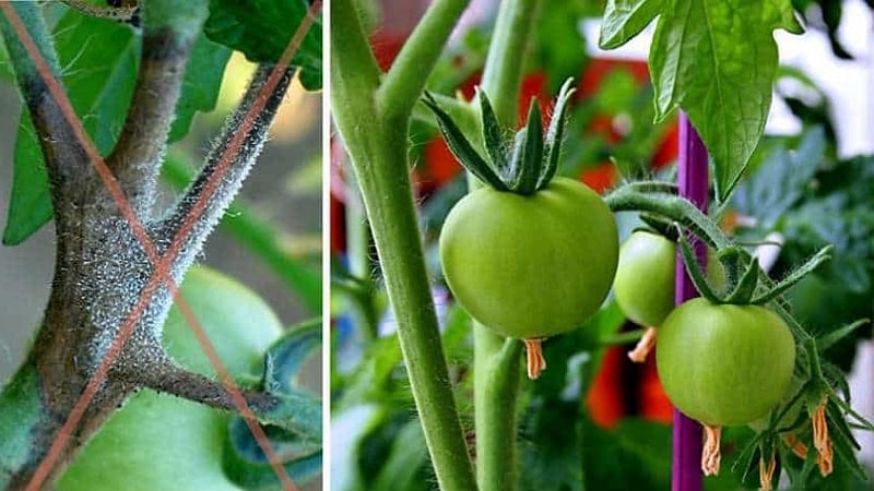 Krautfäule an Tomaten mit Kupferdraht retten – Mythos oder Realität: vollständige Analyse