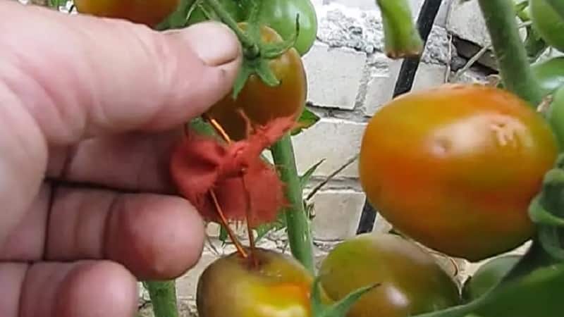 Salvando a requeima em tomates com fio de cobre - mito ou realidade: análise completa