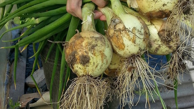 Stredne neskorá odroda cibule s veľmi veľkými hlávkami Výstava