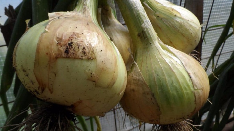 Stredne neskorá odroda cibule s veľmi veľkými hlávkami Výstava