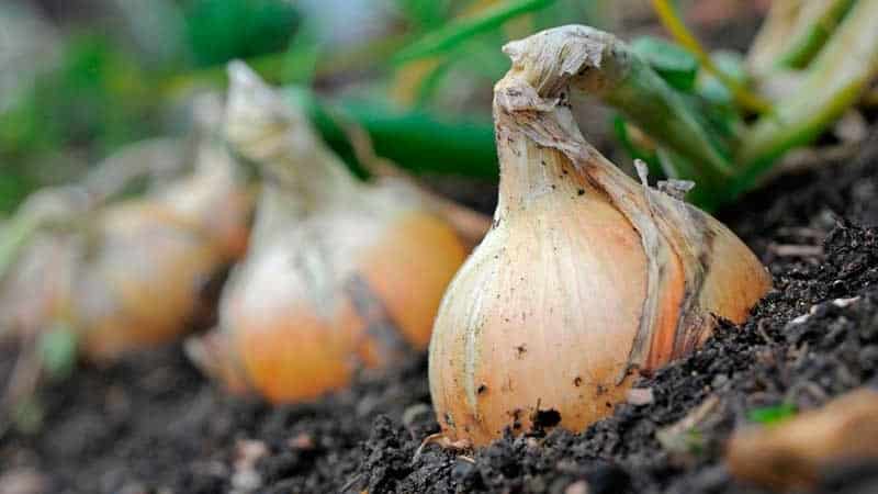 Stredne neskorá odroda cibule s veľmi veľkými hlávkami Výstava