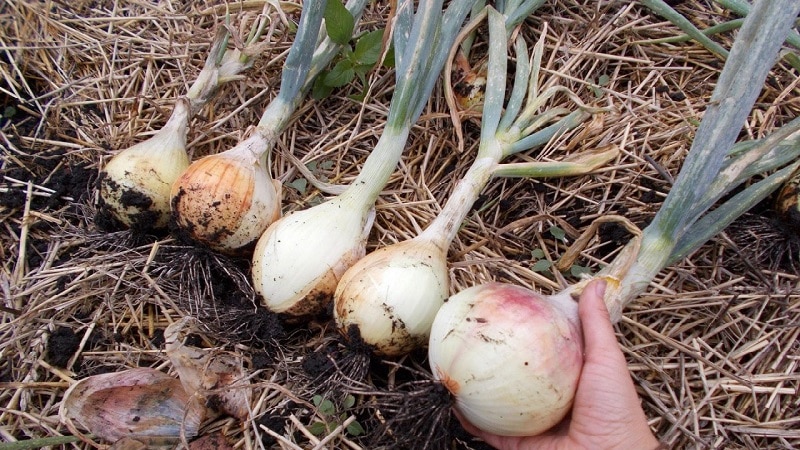 Stredne neskorá odroda cibule s veľmi veľkými hlávkami Výstava