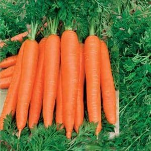 Mid-late carrot variety Autumn King