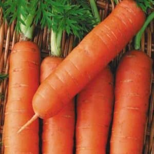 Mid-late carrot variety Autumn King