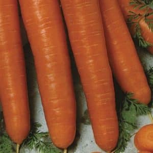 Mid-late carrot variety Autumn King