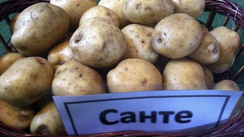 Mid-early potato variety with high yield Sante