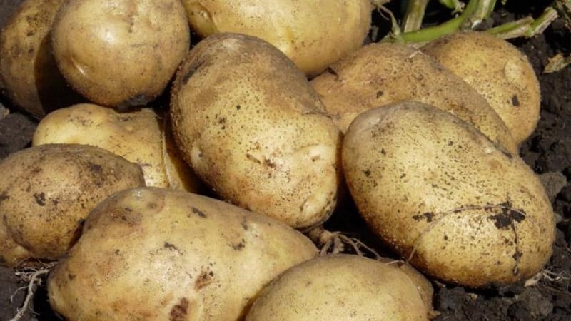 Mid-early potato variety with high yield Sante