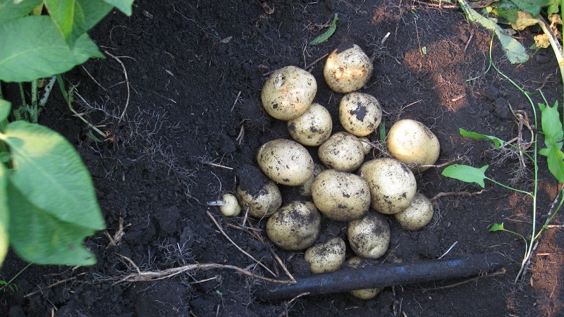 Mid-early potato variety with high yield Sante