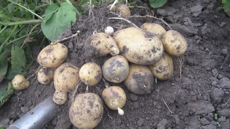 Mittelfrühe Kartoffelsorte mit hohem Ertrag, Sante