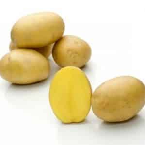 Mid-early high-yielding potato variety with strong immunity Belmondo