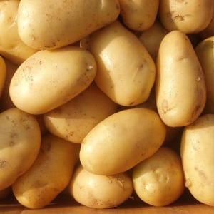 Varietà di patate medio-precoce ad alto rendimento con forte immunità Belmondo