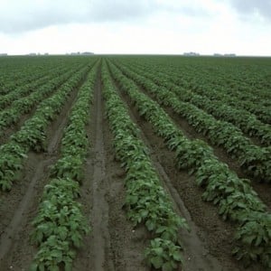 Mid-early high-yielding potato variety with strong immunity Belmondo