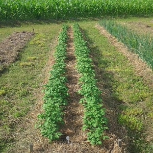 Mid-early high-yielding potato variety with strong immunity Belmondo