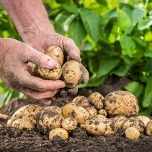 Variedad de patata semiprecoz de alto rendimiento y fuerte inmunidad Belmondo