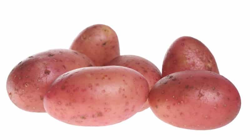 Mid-season potato variety Ryabinushka with pinkish skin color