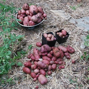 Varieti kentang pertengahan musim Ryabinushka dengan warna kulit merah jambu