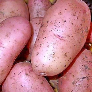 Mid-season potato variety Ryabinushka with pinkish skin color