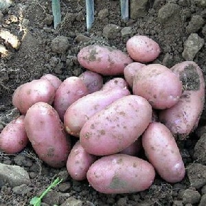 Variedad de papa de mitad de temporada Ryabinushka con color de piel rosado