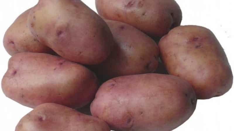 Mid-season potato variety Ryabinushka with pinkish skin color