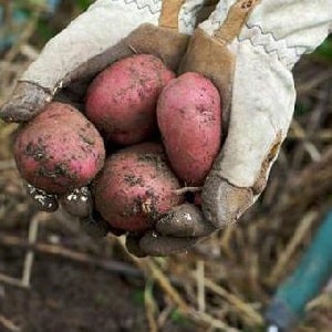 Varieti kentang pertengahan musim Ryabinushka dengan warna kulit merah jambu