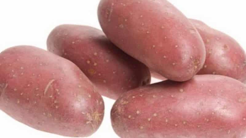 Mid-season potato variety Ryabinushka with pinkish skin color