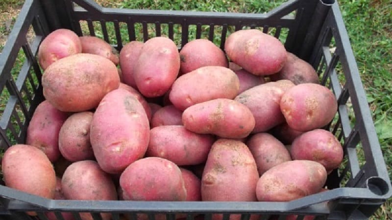 Mid-season potato variety Ryabinushka with pinkish skin color