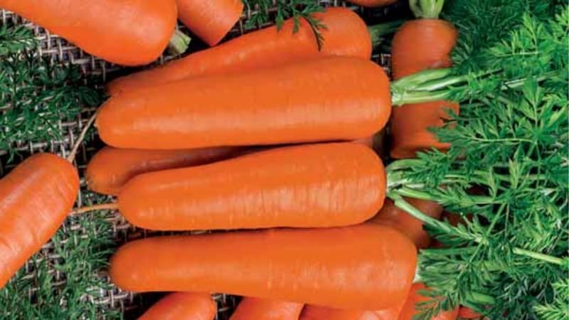 Mid-season carrot variety na may mataas na ani: Moscow Winter A 515