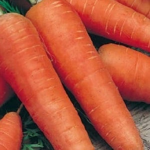 Mid-season carrot variety na may mataas na ani: Moscow Winter A 515