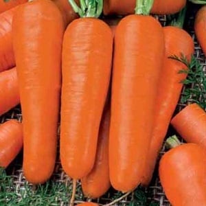 Mid-season carrot variety na may mataas na ani: Moscow Winter A 515