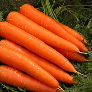 Mid-season carrot variety na may mataas na ani: Moscow Winter A 515