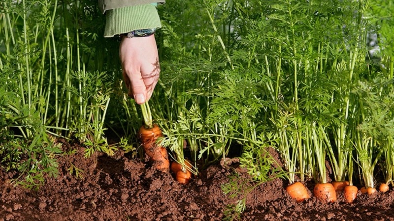 Mid-season carrot variety Samson