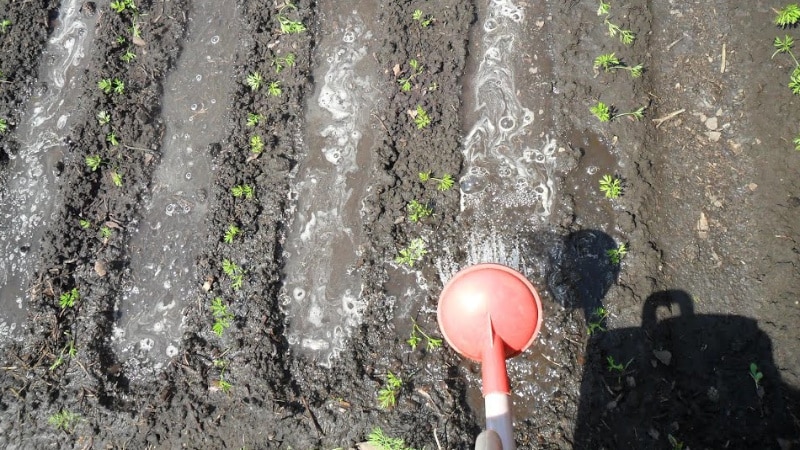 Mid-season carrot variety Samson