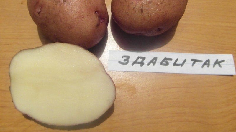 Mid-season table potato variety Zdabytak with elongated oval tubers