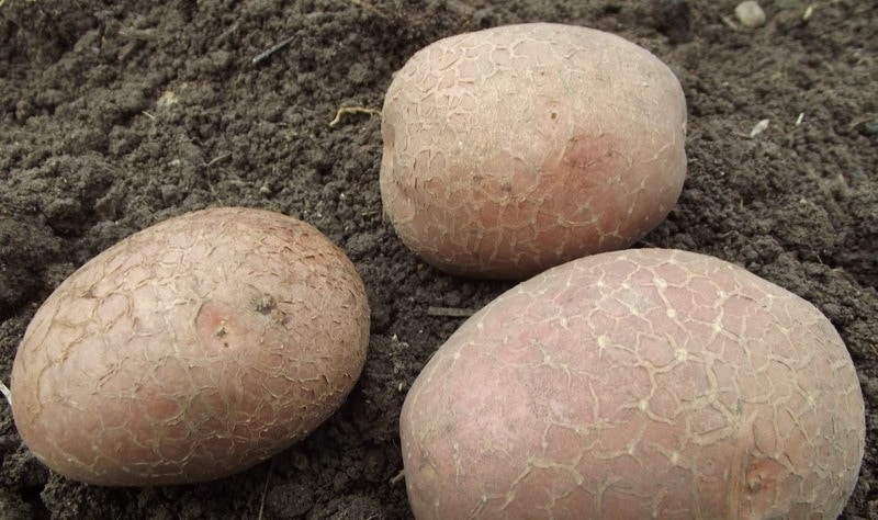 Varietà di patate da tavola di mezza stagione Zdabytak con tuberi ovali allungati