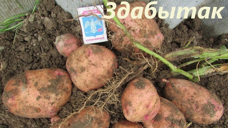 Zwischensaison-Speisekartoffelsorte Zdabytak mit länglichen ovalen Knollen