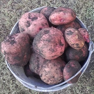 Mid-season table potato variety Zdabytak na may pinahabang oval tubers