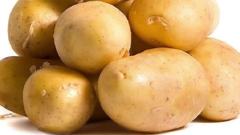 Table potato variety Krepysh for temperate climates