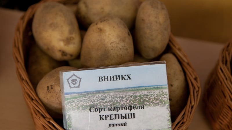 Table potato variety Krepysh for temperate climates