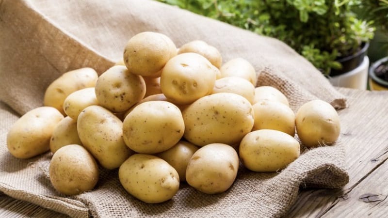 Varietà di patate da tavola Krepysh per climi temperati