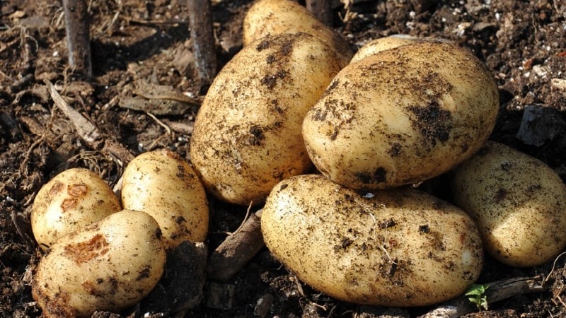 Speisekartoffelsorte Krepysh für gemäßigtes Klima