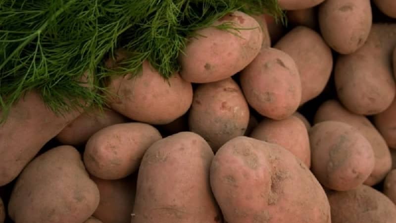 Una varietà persistente e produttiva di patate da tavola Vector degli allevatori bielorussi