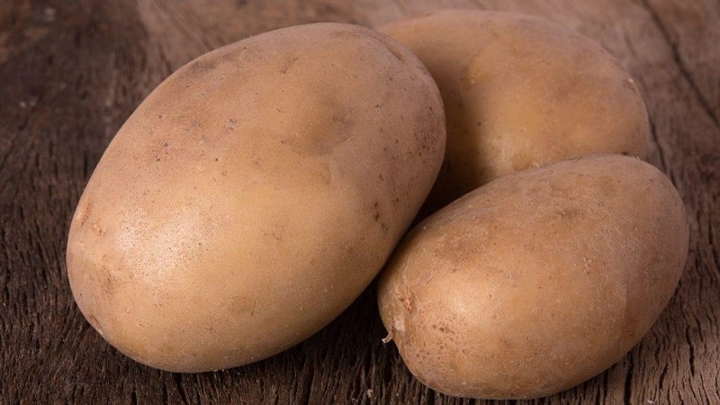 A persistent and productive variety of table potatoes Vector from Belarusian breeders