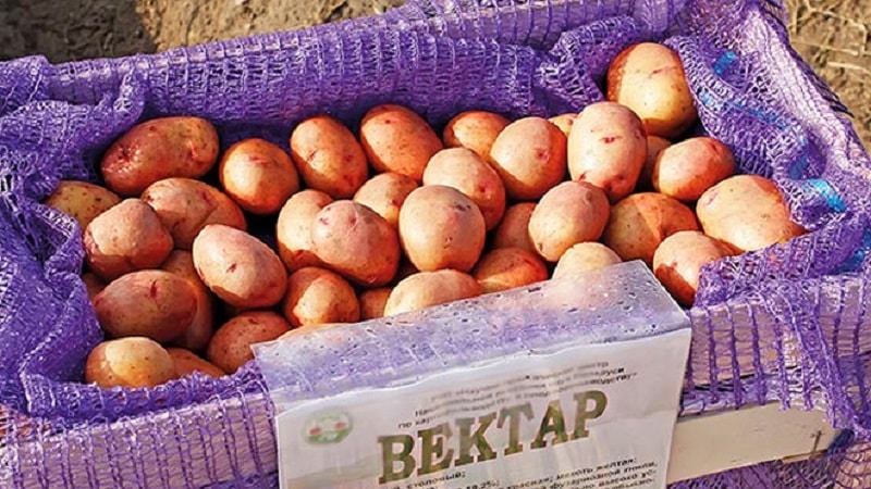 Ang isang paulit-ulit at produktibong iba't-ibang mga table patatas Vector mula sa Belarusian breeders