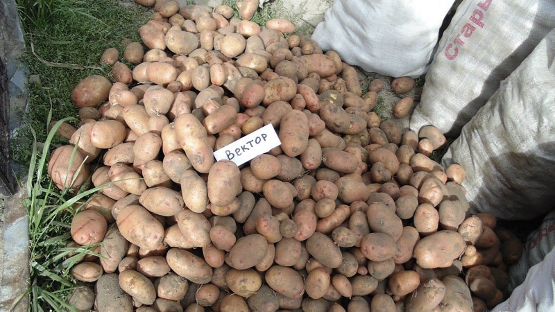 A persistent and productive variety of table potatoes Vector from Belarusian breeders