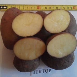 Una variedad persistente y productiva de patatas de mesa Vector de criadores bielorrusos.