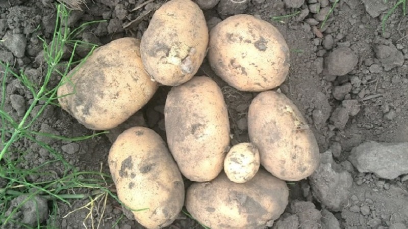 A persistent and productive variety of table potatoes Vector from Belarusian breeders