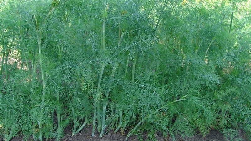 Er dill en grønnsak eller ikke: egenskaper og beskrivelse av planten