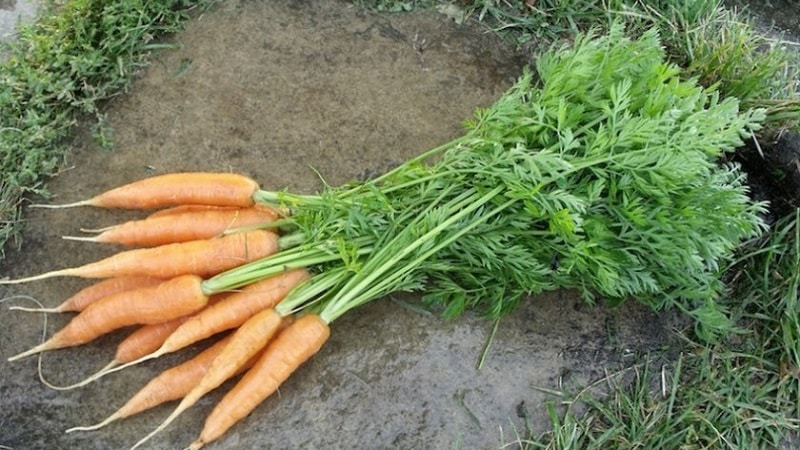 Ultra-early, unpretentious carrot hybrid Napoli f1