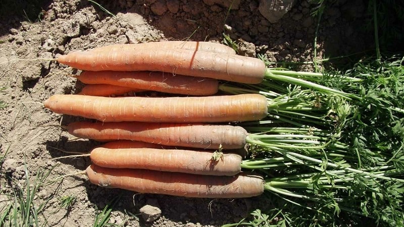 Ultra-early, unpretentious carrot hybrid Napoli f1